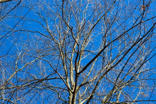 Wallpaper Mural A view from under the bare tree with the blue sky. Torontodigital.ca