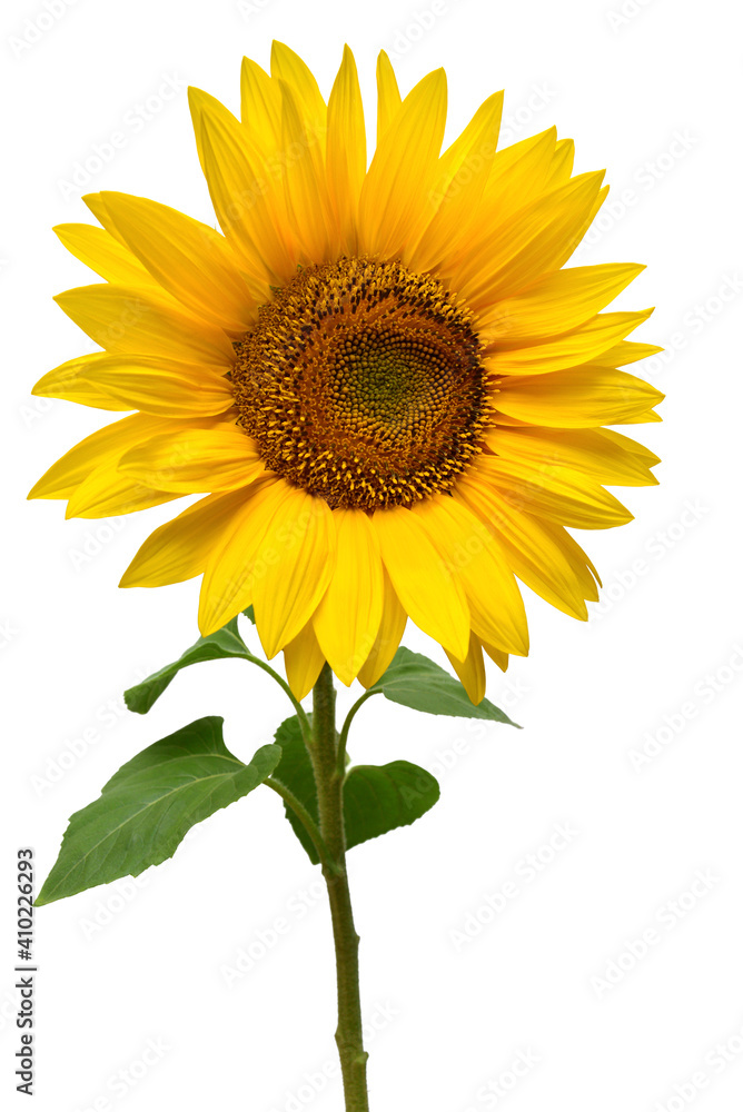 Obraz premium Sunflower isolated on white background. Sun symbol. Flowers yellow, agriculture. Seeds and oil. Flat lay, top view
