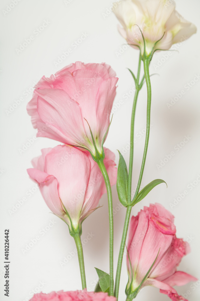 Delicate eustoma flowers of pink-cream shades on white background