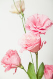 Delicate eustoma flowers of pink-cream shades on white background