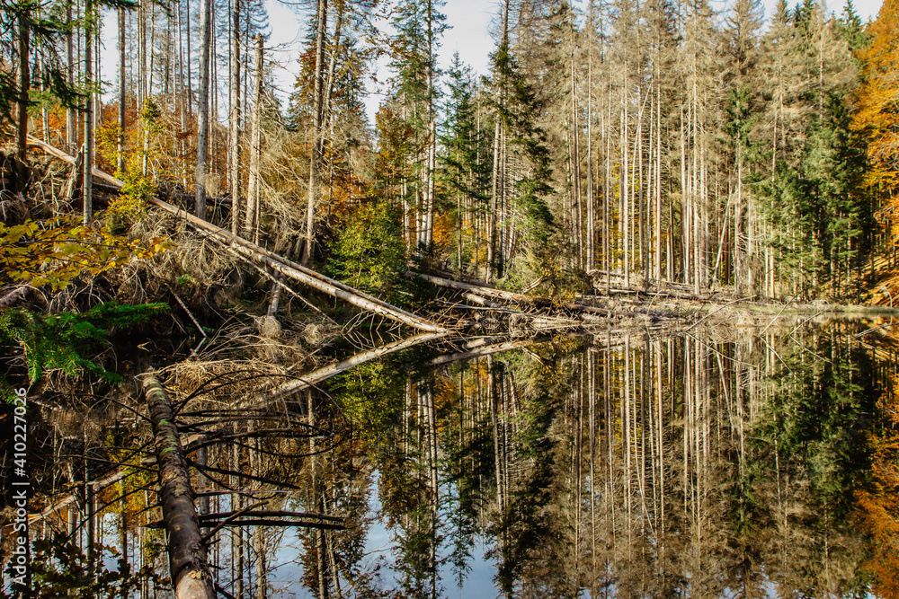 Obraz premium Boubin lake.Reflection of fall trees of Boubin Primeval Forest,Sumava Mountains, Czech Republic.Water reservoir Czech National Nature Reserve.Autumn tranquil colorful background.Peaceful natural scene