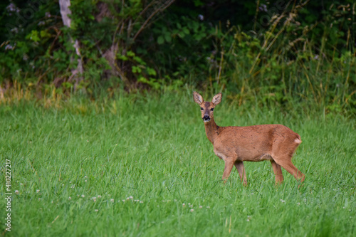 Biche