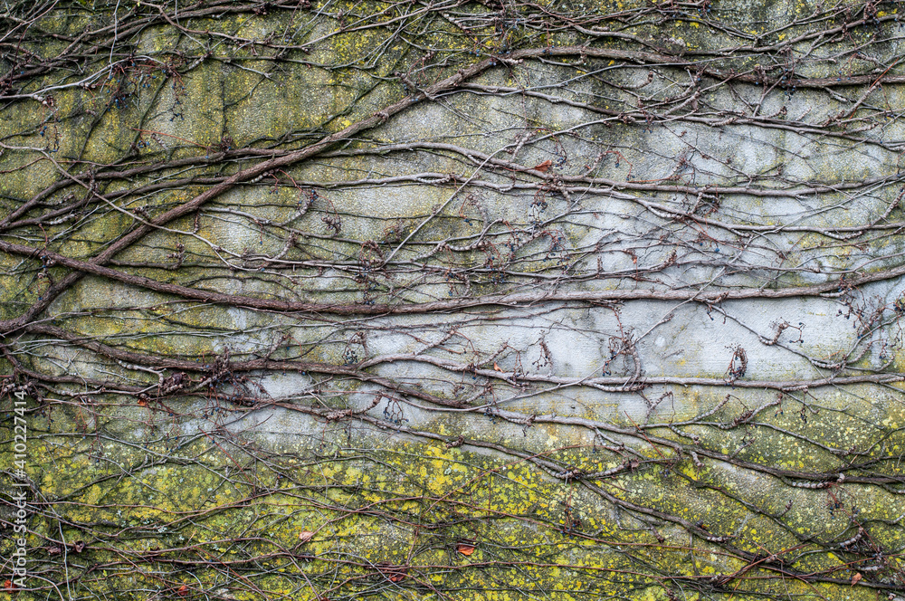 leafless climbing vine at a weathered wall leafless climbing vine at a weathered wall