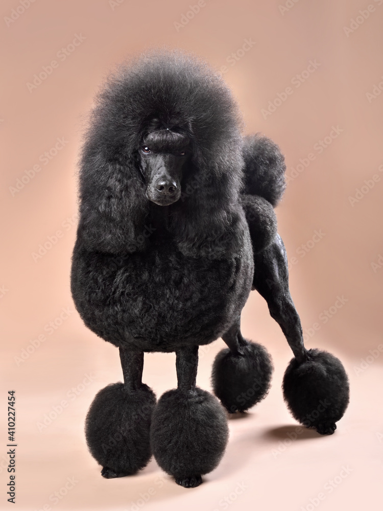 Beautiful royal black poodle Beautiful royal black poodle