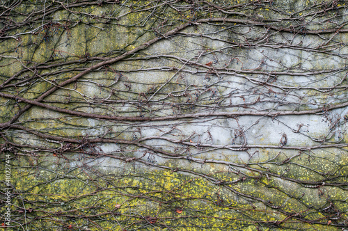 leafless climbing vine at a weathered wall