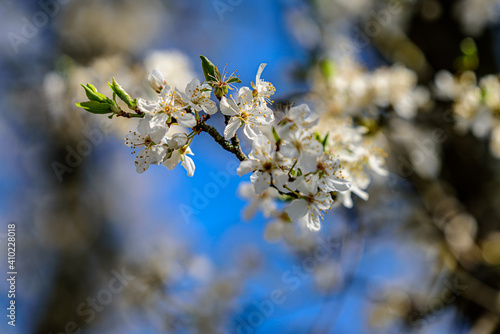 spring blossom in spring