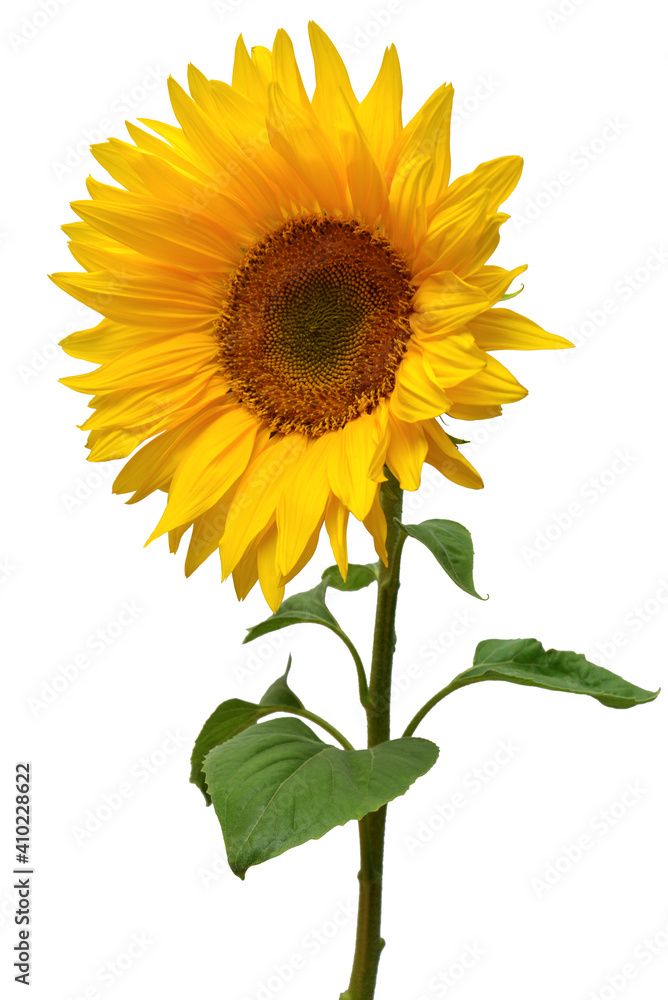Fototapeta premium Sunflower isolated on white background. Sun symbol. Flowers yellow, agriculture. Seeds and oil. Flat lay, top view. Bio. Eco. Creative