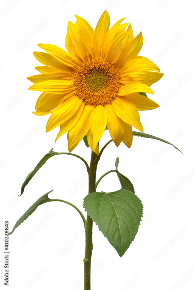 Sunflower isolated on white background. Sun symbol. Flowers yellow, agriculture. Seeds and oil. Flat lay, top view. Bio. Eco. Creative Sunflower isolated on white background. Sun symbol. Flowers yellow, agriculture. Seeds and oil. Flat lay, top view. Bio. Eco. Creative