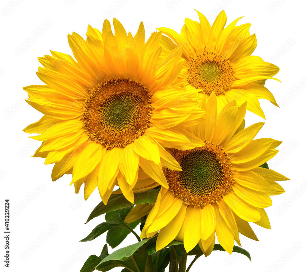 Fototapeta premium Flower bouquet with three sunflowers isolated on white background. The seeds and oil. Floral arrangement. Picturesque and conceptual scene. Flat lay, top view