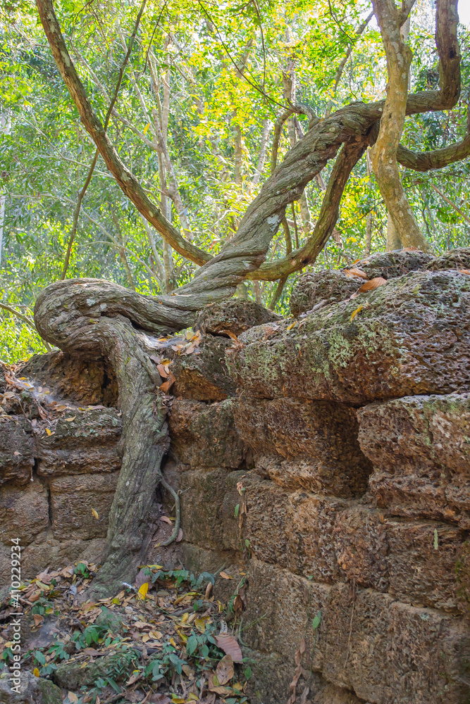 Cambodia, an abandoned city in the jungle of Angkor Wat. Cambodia, an abandoned city in the jungle of Angkor Wat.