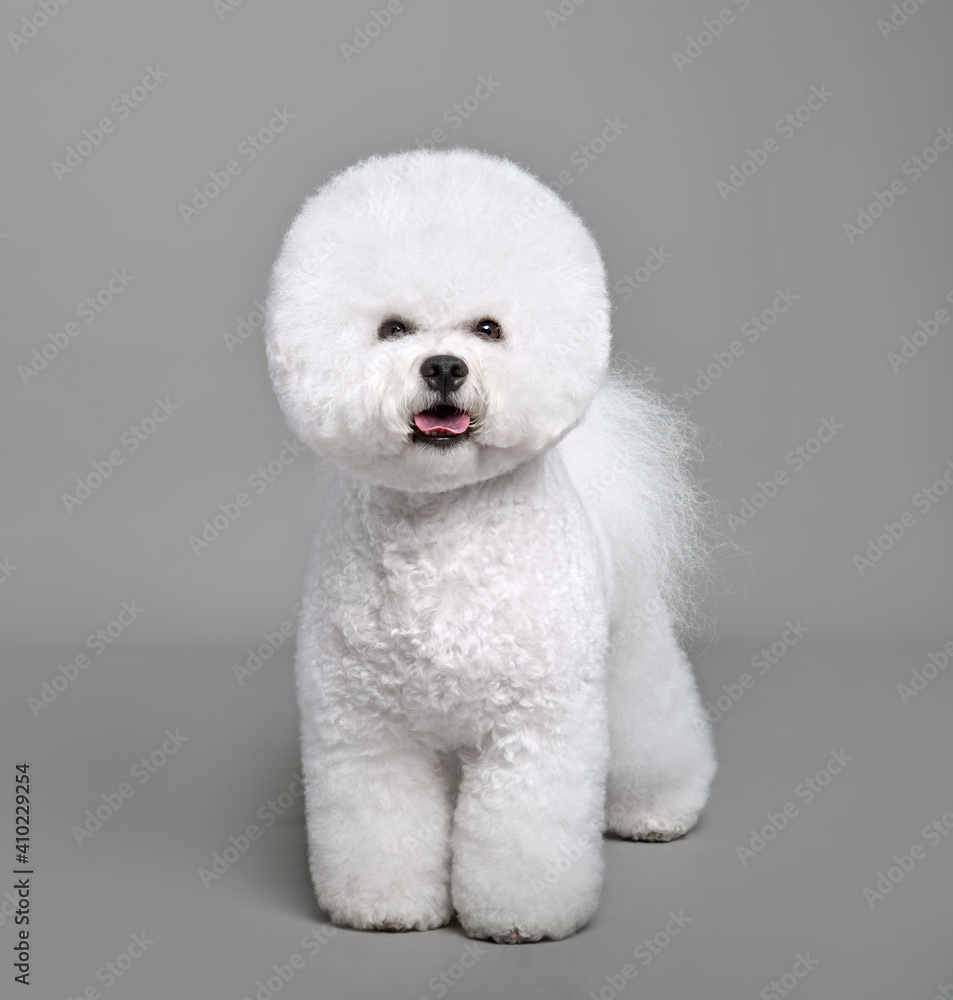 Funny Bichon Frise