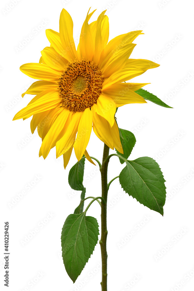 Obraz premium Sunflower isolated on white background. Sun symbol. Flowers yellow, agriculture. Seeds and oil. Flat lay, top view. Bio. Eco. Creative