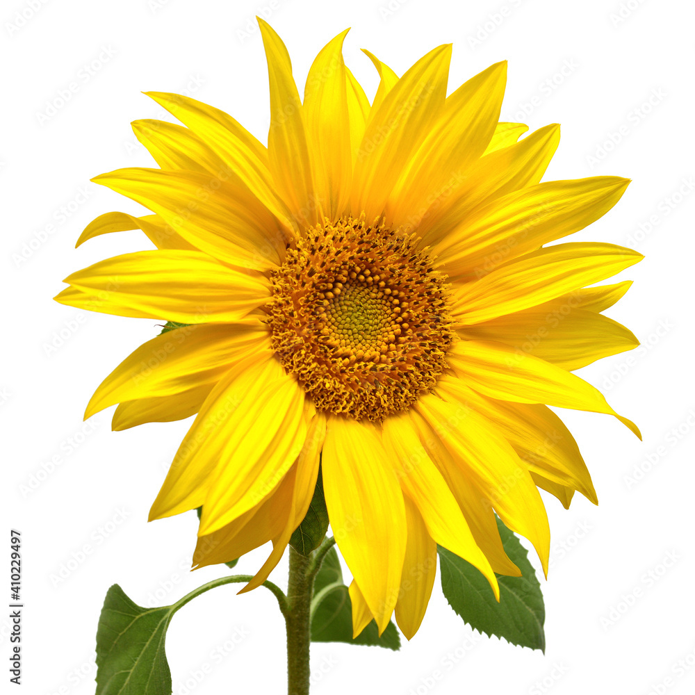 Obraz premium Flower of sunflower head isolated on white background. Seeds and oil. Flat lay, top view