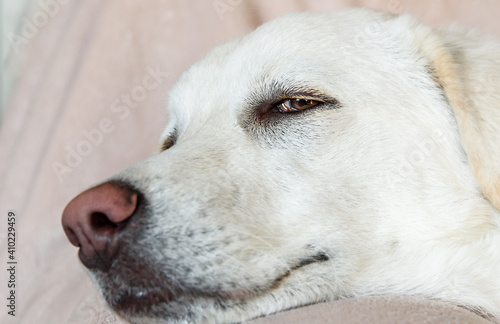 Fototapeta Naklejka Na Ścianę i Meble -  Closeup of dog face, focus on the eye.