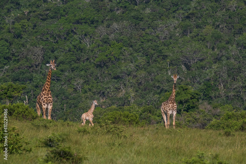 Canvas Print Giraffe family in the mountain bushes