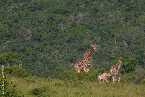 Photography Giraffe family in the mountain bushes