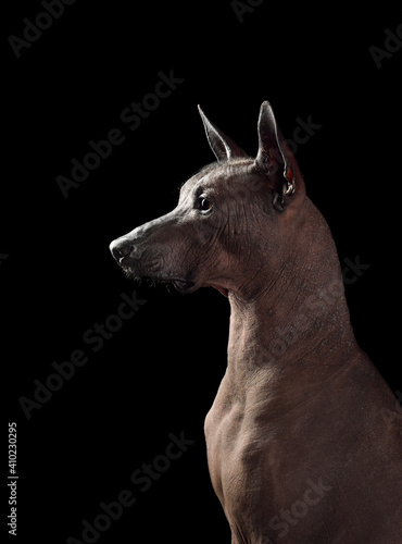 Portrait of  Mexican Hairless Dog © eAlisa