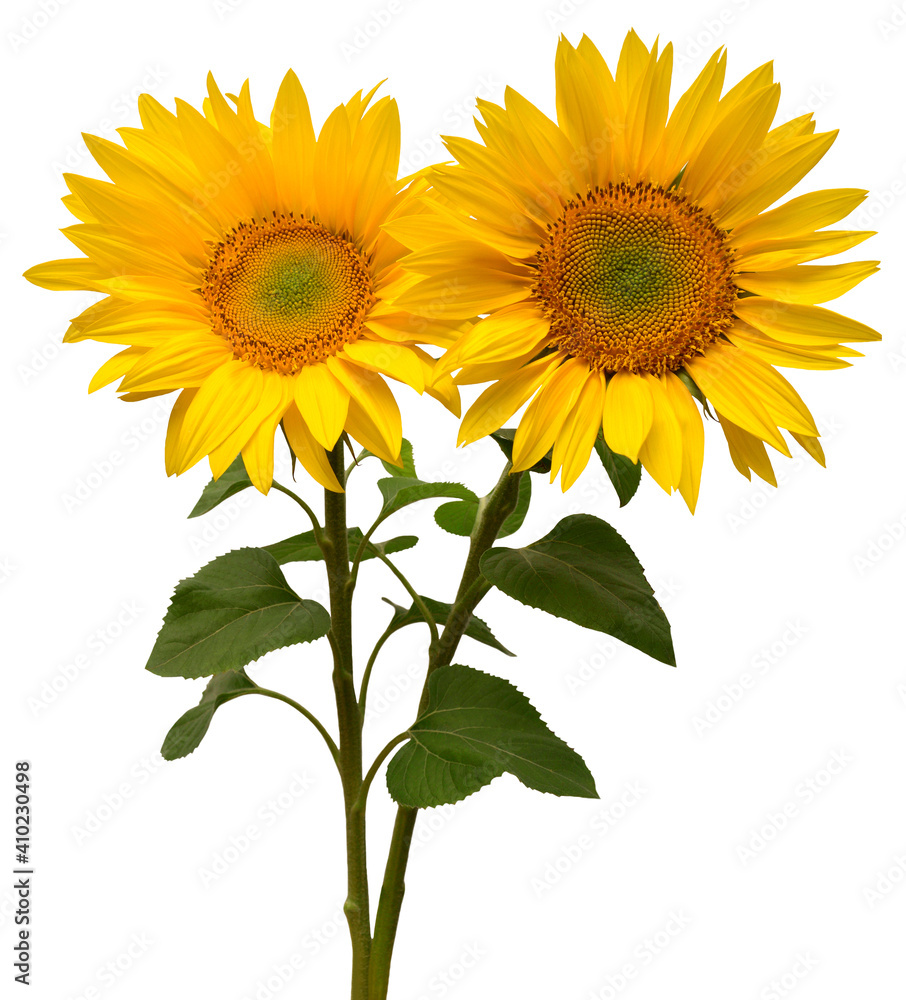 Obraz premium Sunflowers bouquet isolated on white background. Sun symbol. Flowers yellow, agriculture. Seeds and oil. Flat lay, top view. Bio. Eco. Creative