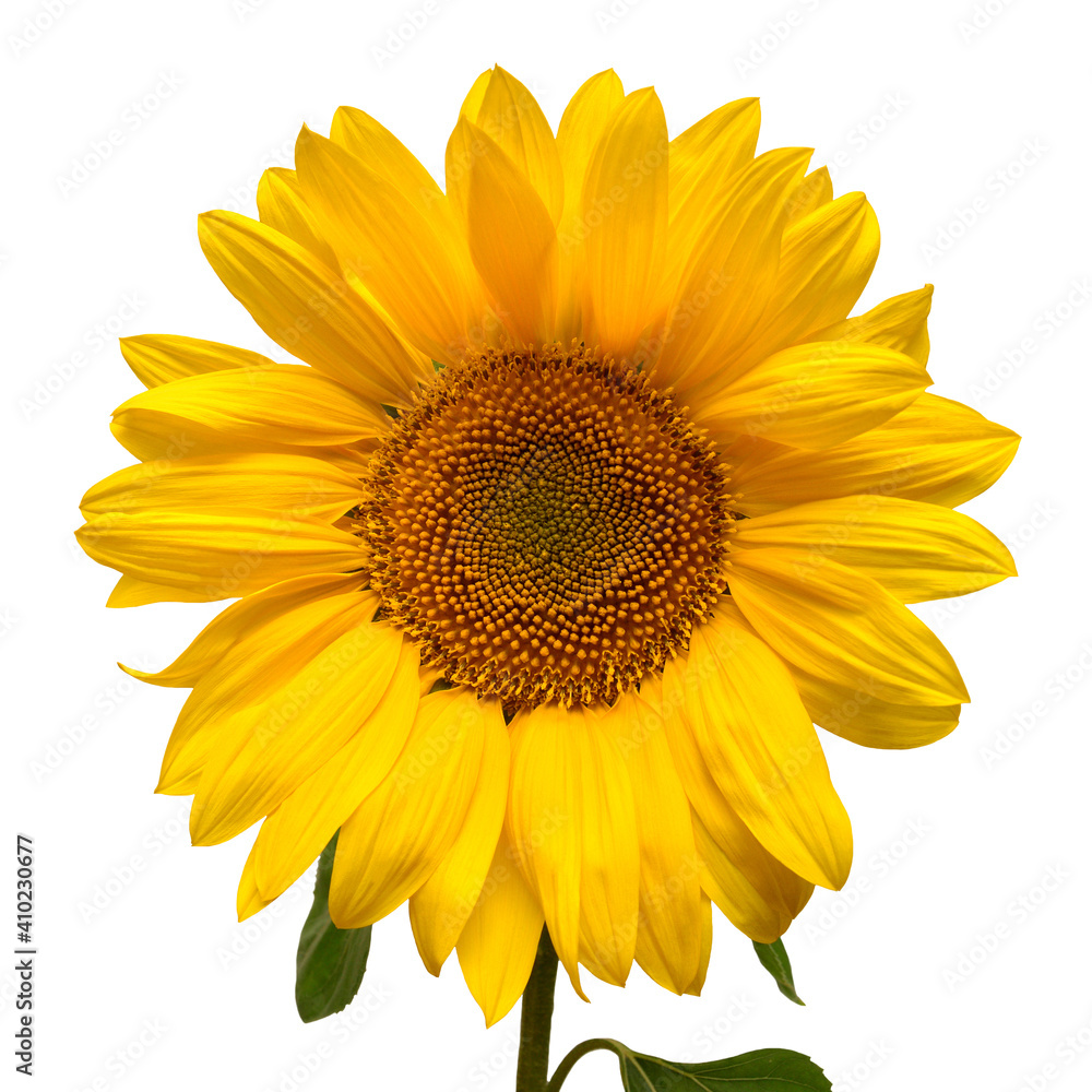 Sunflower head isolated on white background. Sun symbol. Flowers yellow, agriculture. Seeds and oil. Flat lay, top view. Bio. Eco. Creative Sunflower head isolated on white background. Sun symbol. Flowers yellow, agriculture. Seeds and oil. Flat lay, top view. Bio. Eco. Creative