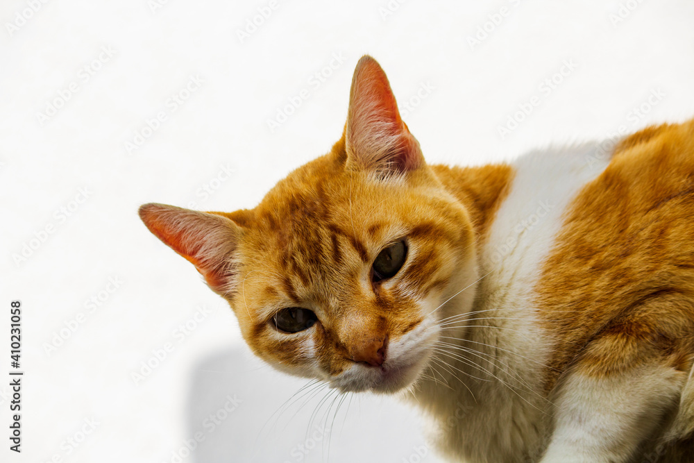 Naklejka premium Gato Theo IMG_7992