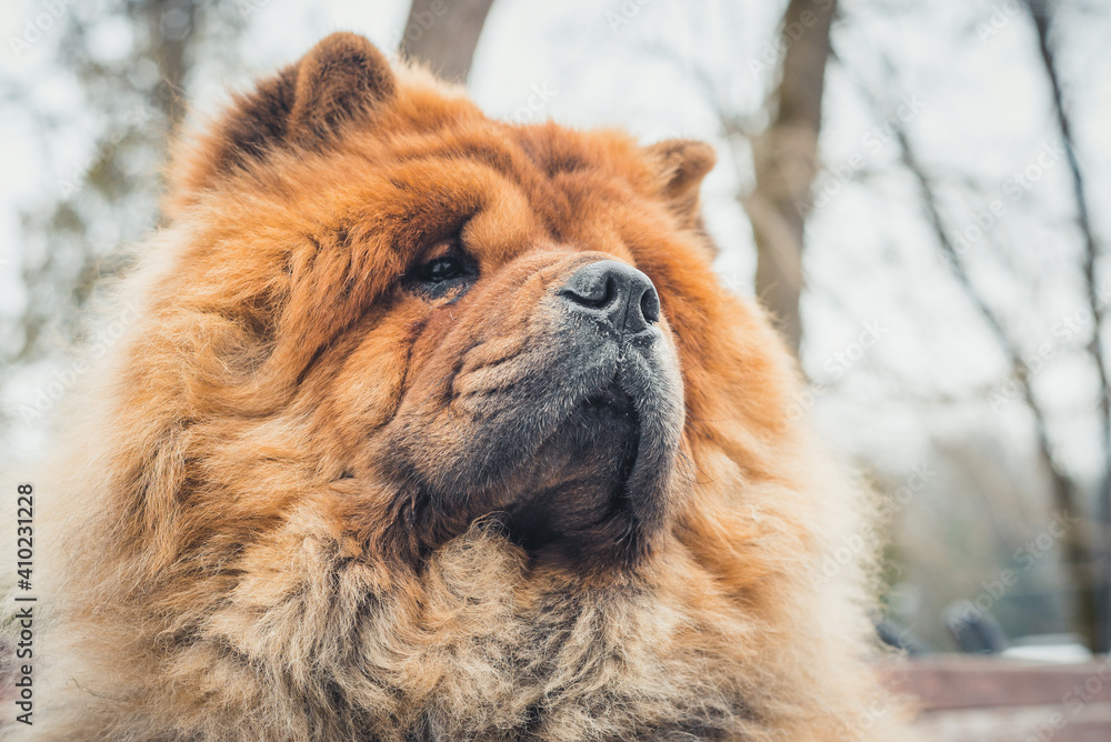 Portrait of a dog, Chinese breed Chow Chow.