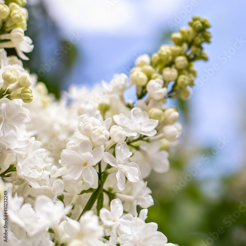 White lilac. Spring blooming flowers of White lilac on lilac bushes against blue sky. Natural White Flower background outside.