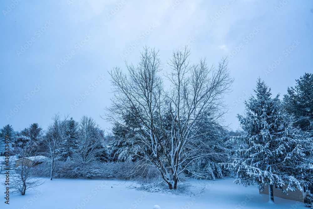 custom made wallpaper toronto digitalsnow covered trees