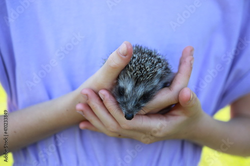 A child in purple clothes holds a small hedgehog