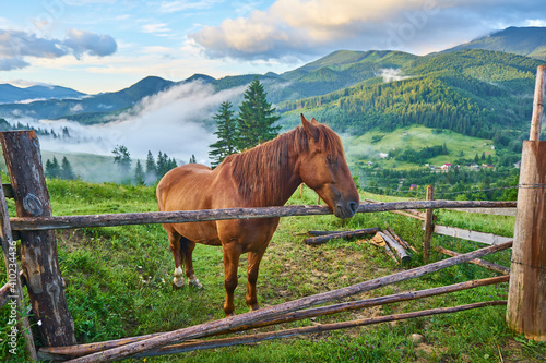 The horse graze on the meadow in the Carpathian Mountains. Misty landscape. Morning fog high in the mountains.