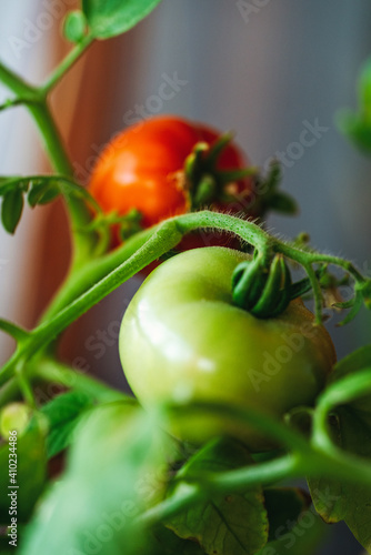 Wallpaper Mural Growing fresh tomatoes at home Torontodigital.ca