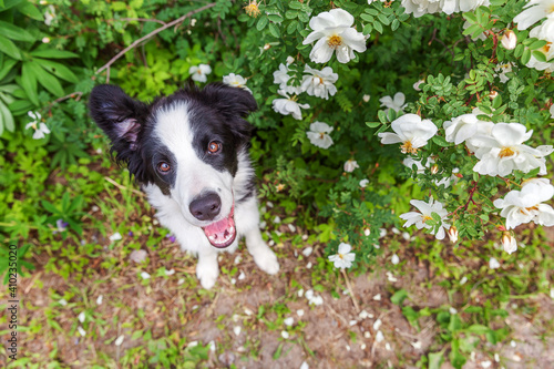 Outdoor portrait of cute smilling puppy border collie sitting on park or garden flower background. New lovely member of family little dog on a walk. Pet care and funny animals life concept. © Юлия Завалишина