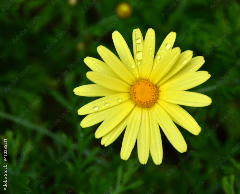 Fototapeta premium Beautiful Yellow daisy got wet by rain drops.