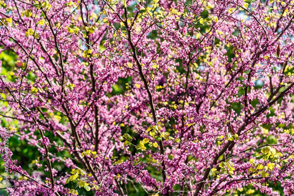 purple spring blossom of Eastern Redbud, or Eastern Redbud Cercis canadensis sunny day.