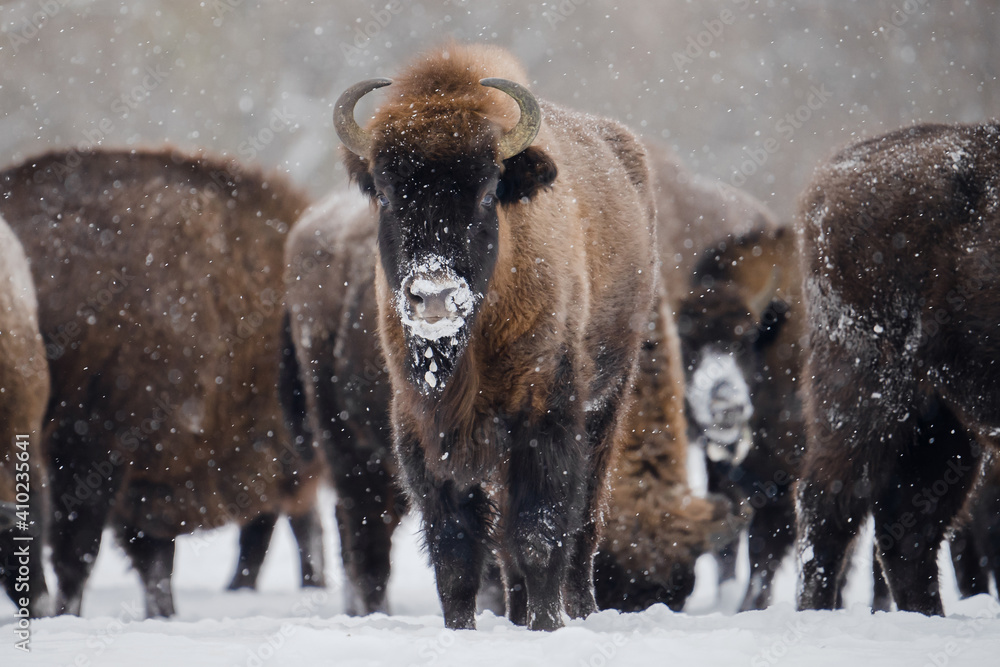 Wild bisons in winter Wild bisons in winter