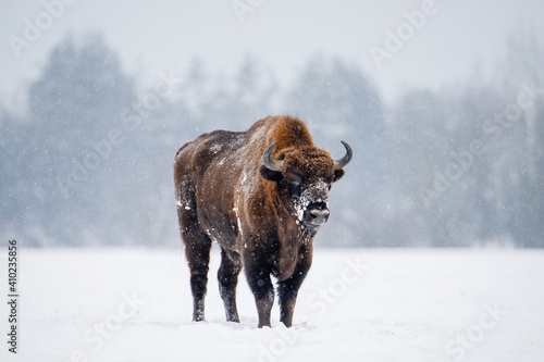 Bison in snowfall