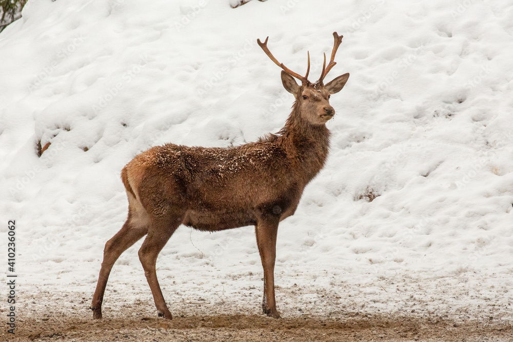 Deer at the winter forest Deer at the winter forest
