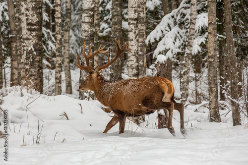 Deer at the winter forest