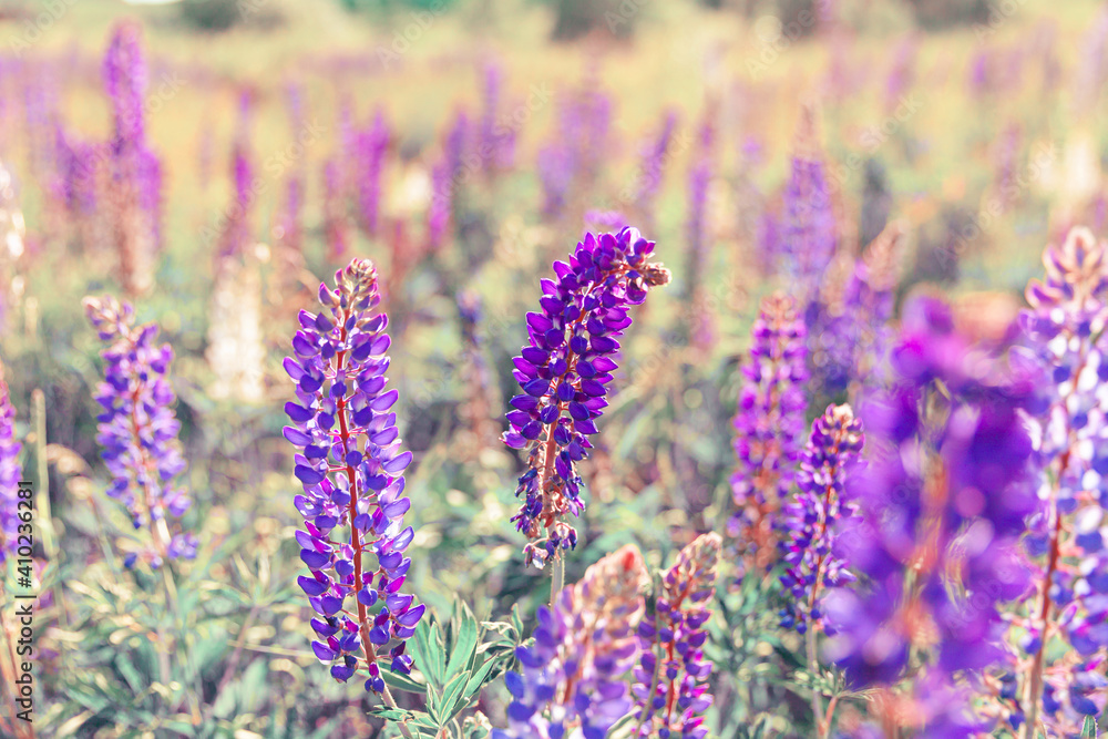 Naklejka premium Beautiful blooming lupine flowers in spring time. Field of lupines plants background. Violet wild spring and summer flowers. Gentle warm soft colors selective focus, blurred background
