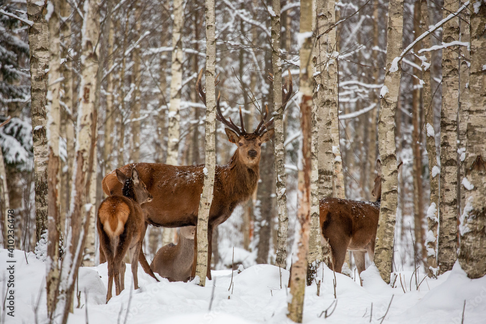 Deer at the winter forest Deer at the winter forest