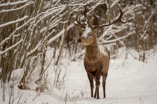 Deer at the winter forest © aleksei.verhovski