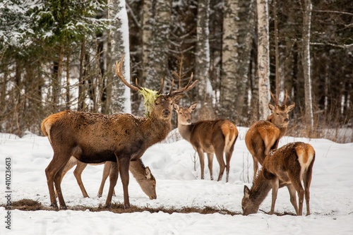 Fototapeta Naklejka Na Ścianę i Meble -  Deer at the winter forest