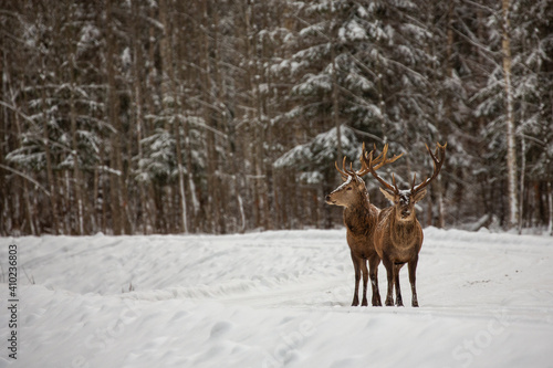 Deer at the winter forest © aleksei.verhovski
