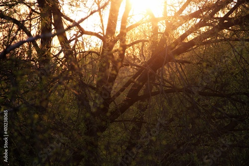 Wallpaper Mural sunset in the forest Torontodigital.ca