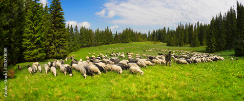 Carpathian sheep and tents