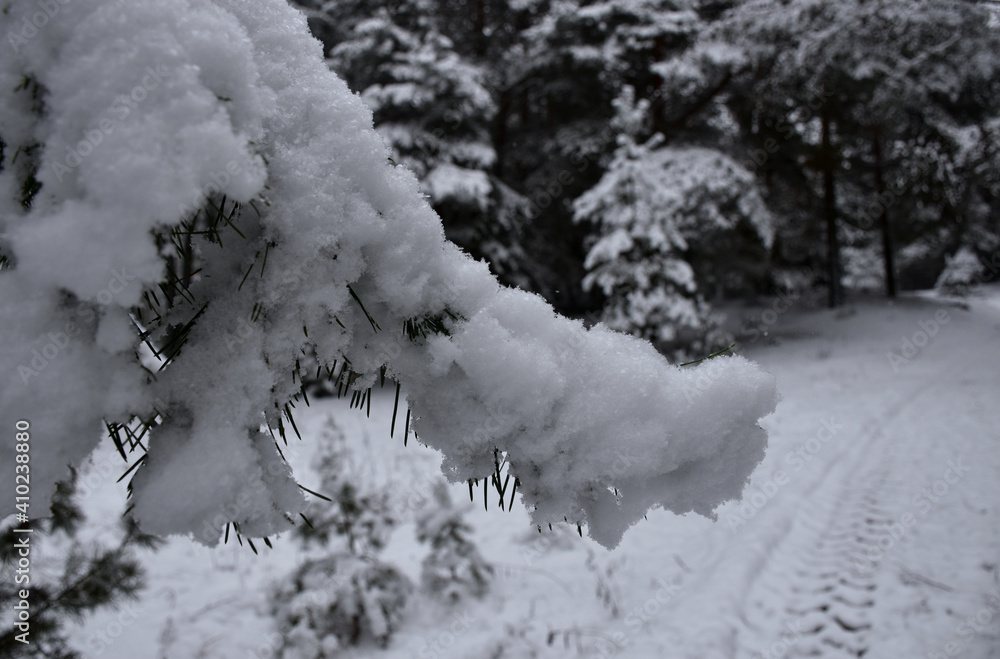 snow covered trees snow covered trees