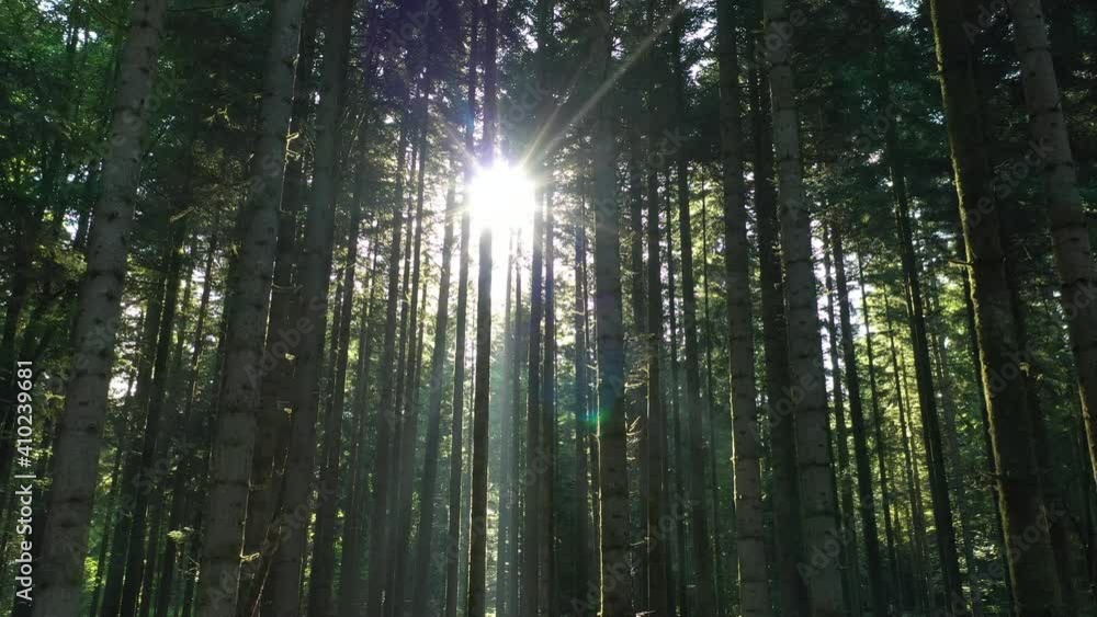 Beautiful sunny morning in the forest. Sun rays break through the trunks of magnificent green coniferous tree. Idyllic summer forest. Beautiful sunny morning in the forest. Sun rays break through the trunks of magnificent green coniferous tree. Idyllic summer forest.