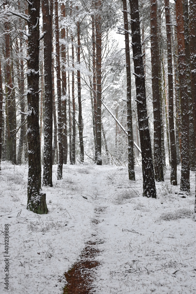 winter forest in the snow, path in the wood, fallen tree