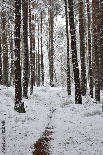 winter forest in the snow, path in the wood, fallen tree