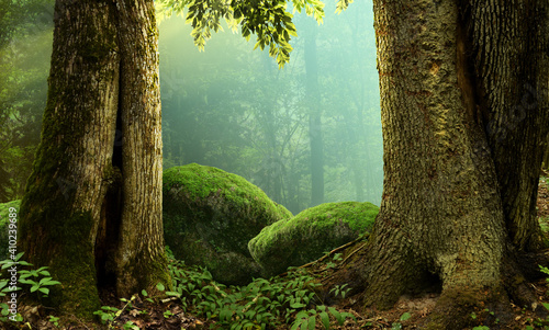 Forest landscape with old massive trees and mossy stones