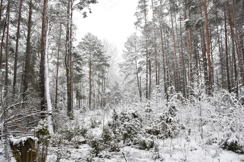 winter forest in the snow, winter landscape
